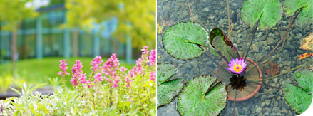 自然の中の植物図鑑